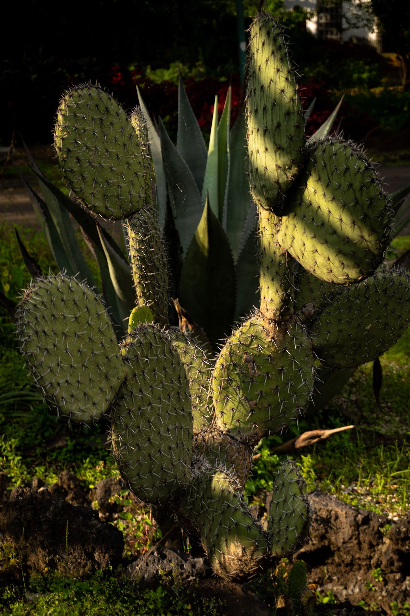 Jardín Botánico, Ciudad Universitaria, CDMX