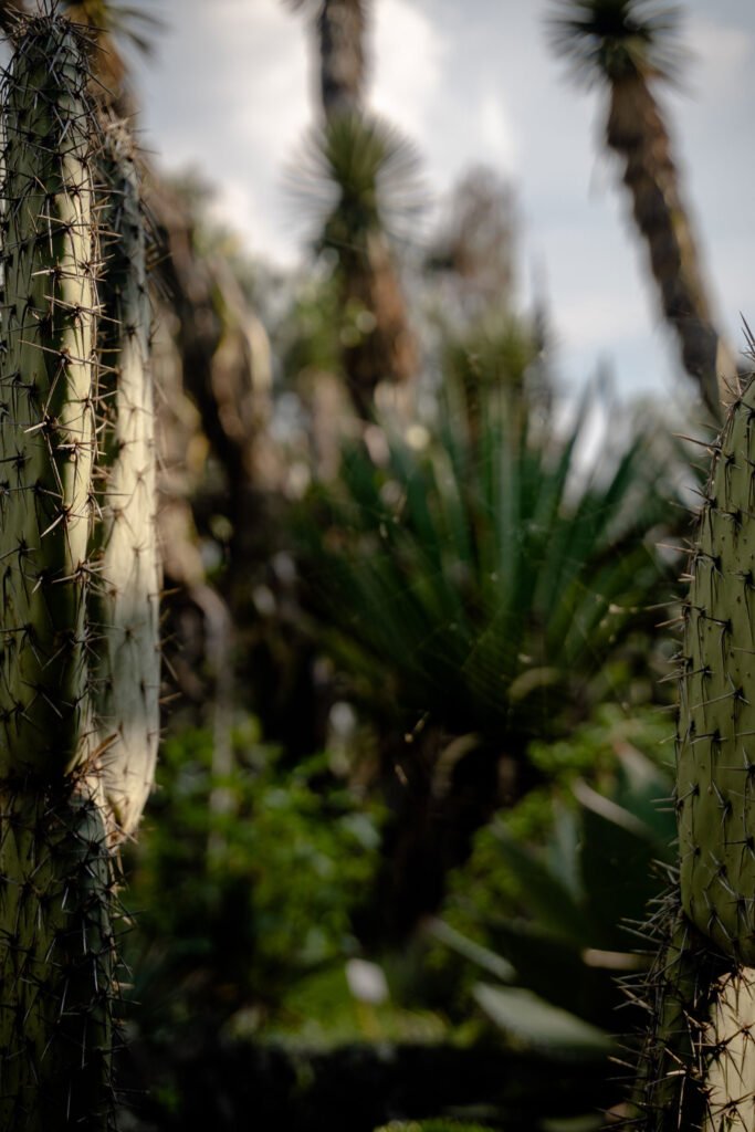 Jardín Botánico, Ciudad Universitaria, CDMX