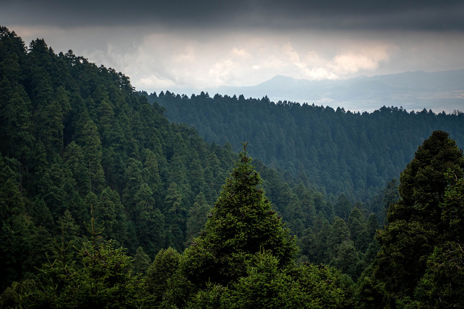 Paisaje de bosque en montaña